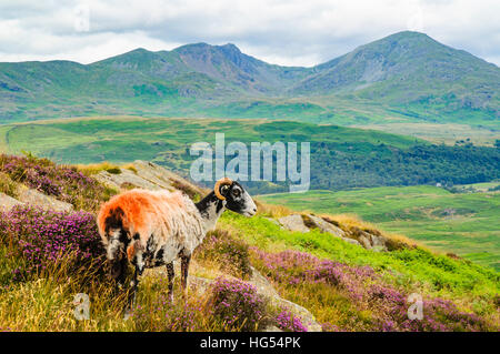 Schafe auf der Blawith Berge im Lake District mit Dow Crag und Coniston Greis hinter Stockfoto