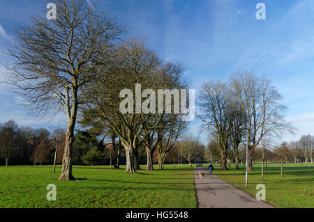 Allee der Rosskastanie Bäume, Llandaff Fields, Cardiff, Wales. Stockfoto