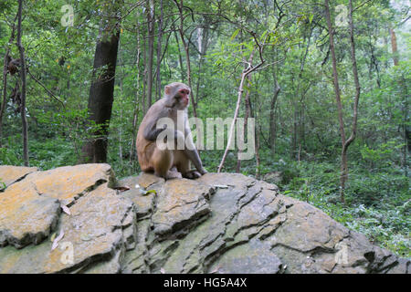 Affe in Zhangjiajie National park Stockfoto