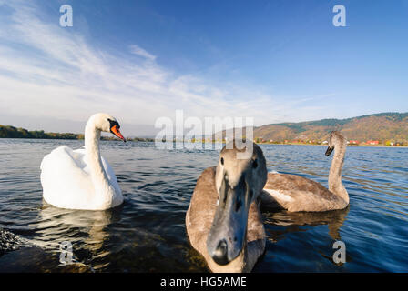 Barbing: Höckerschwan (Cygnus Olor) mit Jungtieren auf der Donau, Oberpfalz, Oberpfalz, Bayern, Bayern, Deutschland Stockfoto