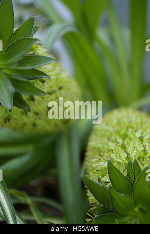 Eine Pflanze, die ich in den Botanischen Garten in Lettland, sehr ungewöhnlich für mich sah. Stockfoto