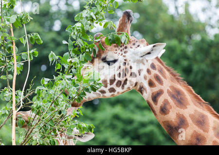 Giraffe, die Blätter vom Baum zu essen Stockfoto