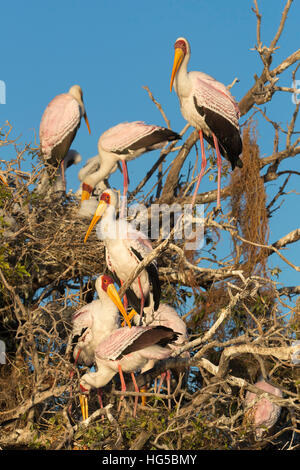 Gelb-billed Storch (Mycteria Ibis) bei Verschachtelung Kolonie, Chobe River, Botswana Stockfoto