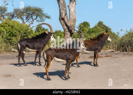 Sable (Hippotragus Niger), Chobe Nationalpark, Botswana Stockfoto