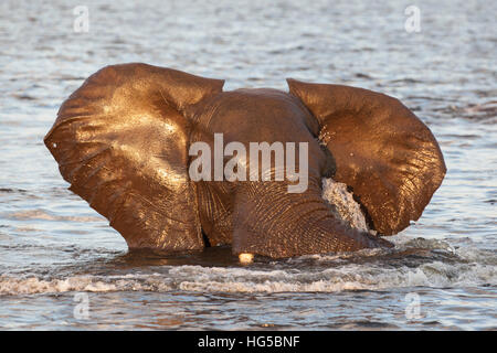 Afrikanischer Elefant (Loxodonta Africana) im Wasser, Chobe River, Botswana Stockfoto