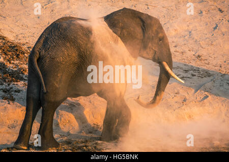 Afrikanischer Elefant (Loxodonta Africana) im Staub Bad, Chobe Nationalpark, Botswana Stockfoto