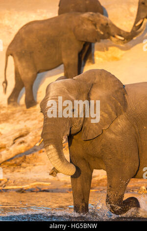 Afrikanischer Elefant (Loxodonta Africana) im Staub Bad, Chobe Nationalpark, Botswana Stockfoto