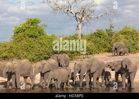 Afrikanische Elefanten (Loxodonta Africana) trinken am Fluss Chobe River, Botswana Stockfoto