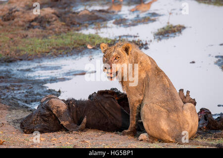 Junge männliche Löwe (Panthera Leo) auf Büffel töten, Chobe Nationalpark, Botswana Stockfoto