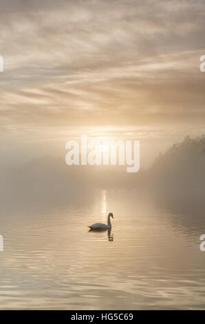 Schwan auf nebligen See bei Sonnenaufgang, Clumber Park, Nottinghamshire, England, Vereinigtes Königreich Stockfoto