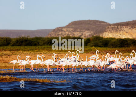 Rosaflamingo (Phoenicopterus Roseus), St. Augustine, südlichen Bereich Stockfoto