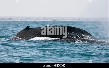 Buckelwal (Impressionen Novaeangliae), Anakao, südlichen Bereich Stockfoto