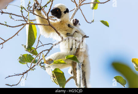 Verreaux Sifaka (Propithecus Verreauxi), Tsingy du Bemaraha Nationalpark, Westregion Stockfoto