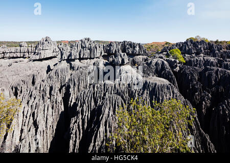 Großen Tsingy, Tsingy du Bemaraha Nationalpark, UNESCO, Westregion Stockfoto