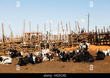 Zebu Rinder, Ambalavao, zentralen Marktbereich Stockfoto