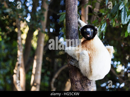 Gekrönt Verreauxs Sifaka (Propithecus Verreauxi Coronatus), Nosy Iranja, Nordbereich Stockfoto