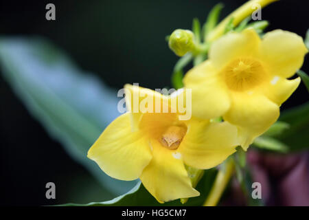 Heterixalus Madagascariensis Frosch in eine Blume, Ivoloina Zoological Park, Tamatave Stockfoto