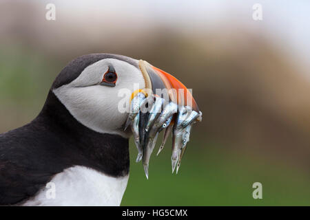 Papageitaucher (Fratercula Arctica) mit Sandaalen, Farne Islands, Northumberland, England, Vereinigtes Königreich Stockfoto