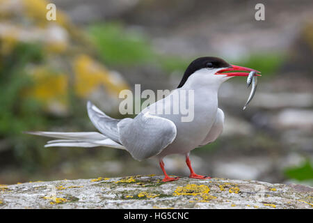 Küstenseeschwalbe (Sterna Paradisaea) mit Sandaal, Inner Farne, Farne Islands, Northumberland, England, Vereinigtes Königreich Stockfoto