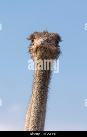 Strauß (Struthio Camelus), Kgalagadi Transfrontier Park Stockfoto