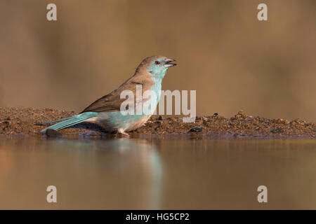 Blaue Wellenastrild (Uraeginthus Angolensis), Zimanga privaten Wildreservat Stockfoto