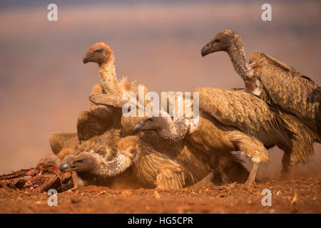 Weißrückenspecht Geier (abgeschottet Africanus) Fütterung, Zimanga privaten Wildreservat Stockfoto