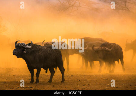 Kaffernbüffel (Syncerus Caffer) Herde, Zimanga privaten Wildreservat Stockfoto