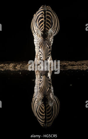 Ebenen Zebra (Equus Quagga) trinken in der Nacht, Zimanga privaten Wildreservat Stockfoto