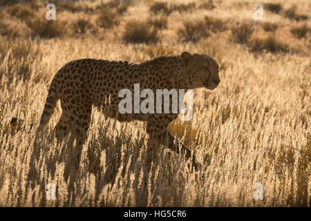 Gepard (Acinonyx Jubatus), Kgalagadi Transfrontier Park, Northern Cape Stockfoto