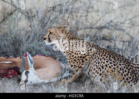 Gepard (Acinonyx Jubatus) auf Springbock töten, Kgalagadi Transfrontier Park, Northern Cape Stockfoto