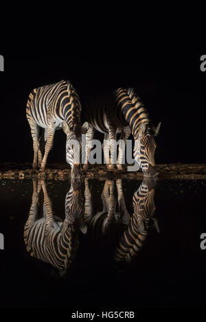 Ebenen Zebra (Equus Quagga) trinken in der Nacht, Zimanga privaten Wildreservat Stockfoto