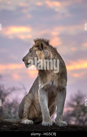 Löwe (Panthera Leo) im Morgengrauen, Zimanga privaten Wildreservat Stockfoto