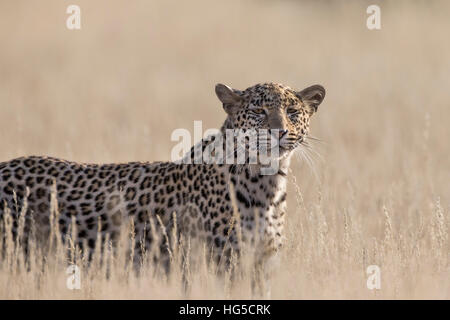 Weibliche Leoparden (Panthera Pardus), Kgalagadi Transfrontier Park Stockfoto