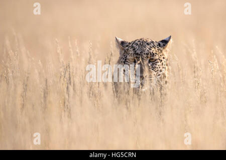 Weibliche Leoparden (Panthera Pardus), Kgalagadi Transfrontier Park Stockfoto