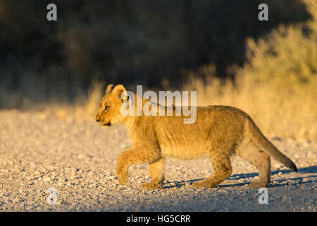 Löwe (Panthera Leo) Cub, Kgalagadi Transfrontier Park Stockfoto