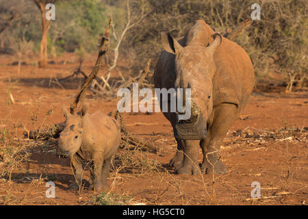 Breitmaulnashorn (Ceratotherium Simum) Kuh mit Kalb, Zimanga privaten Wildreservat Stockfoto