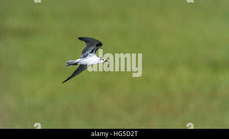 Weissbart Seeschwalbe in Arugam Bay Lagune, Sri Lanka; Specie Chlidonias Hybrida Familie Laridae Stockfoto