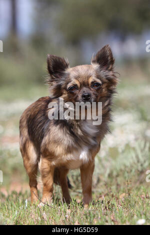 Hund Erwachsene Langhaar Chihuahua stehend auf einer Wiese Stockfoto