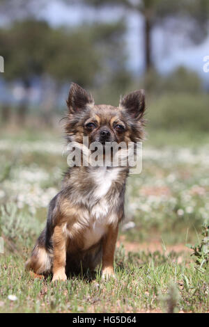 Chihuahua Kurzhaar Erwachsenen auf einem Felsen sitzen Hund Stockfoto