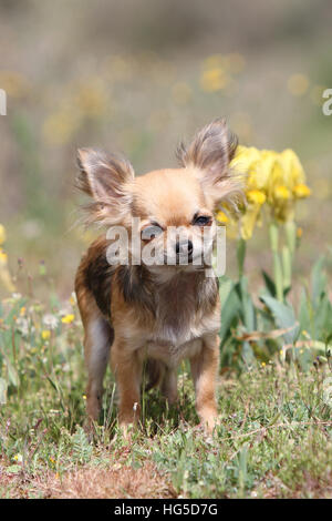Hund Chihuahua Langhaar Welpe stehend Stockfoto