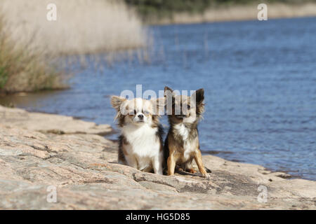 Hund Chihuahua Langhaar zwei Erwachsene verschiedene Farben auf einem Felsen Stockfoto