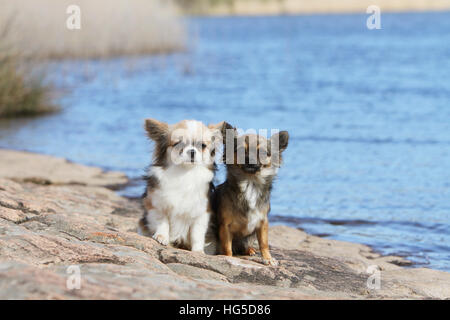 Hund Chihuahua Langhaar zwei Erwachsene verschiedene Farben auf einem Felsen Stockfoto