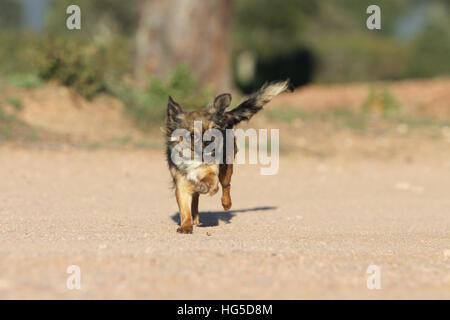 "Hund Chihuahua Langhaar Erwachsene Erwachsene Lauffläche" Stockfoto