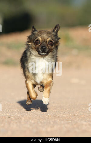 "Hund Chihuahua Langhaar Erwachsene Erwachsene Lauffläche" Stockfoto