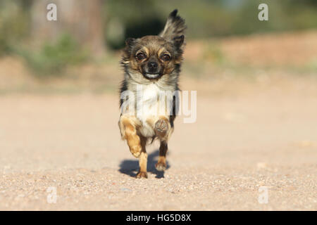 "Hund Chihuahua Langhaar Erwachsene Erwachsene Lauffläche" Stockfoto