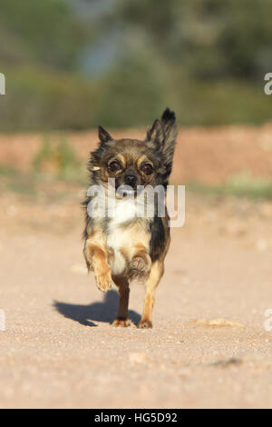 "Hund Chihuahua Langhaar Erwachsene Erwachsene Lauffläche" Stockfoto