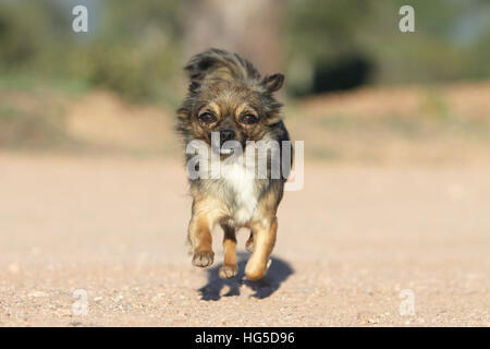 "Hund Chihuahua Langhaar Erwachsene Erwachsene Lauffläche" Stockfoto