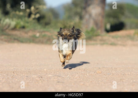 "Hund Chihuahua Langhaar Erwachsene Erwachsene Lauffläche" Stockfoto