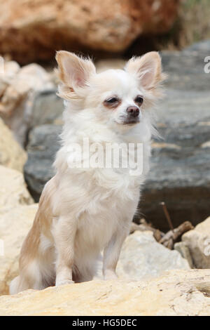 Chihuahua Kurzhaar Erwachsenen auf einem Felsen sitzen Hund Stockfoto