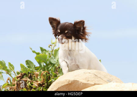 Chihuahua Kurzhaar Erwachsenen auf einem Felsen sitzen Hund Stockfoto